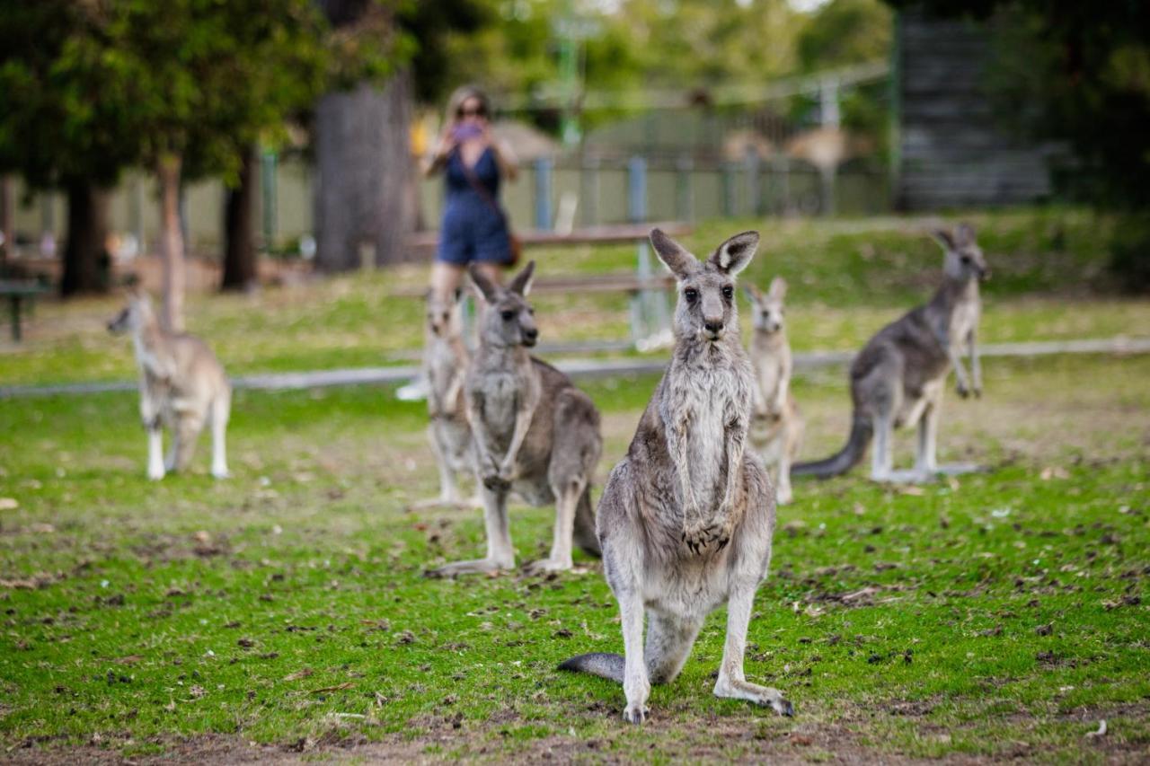 Yha Grampians Eco, Halls Gap Dış mekan fotoğraf